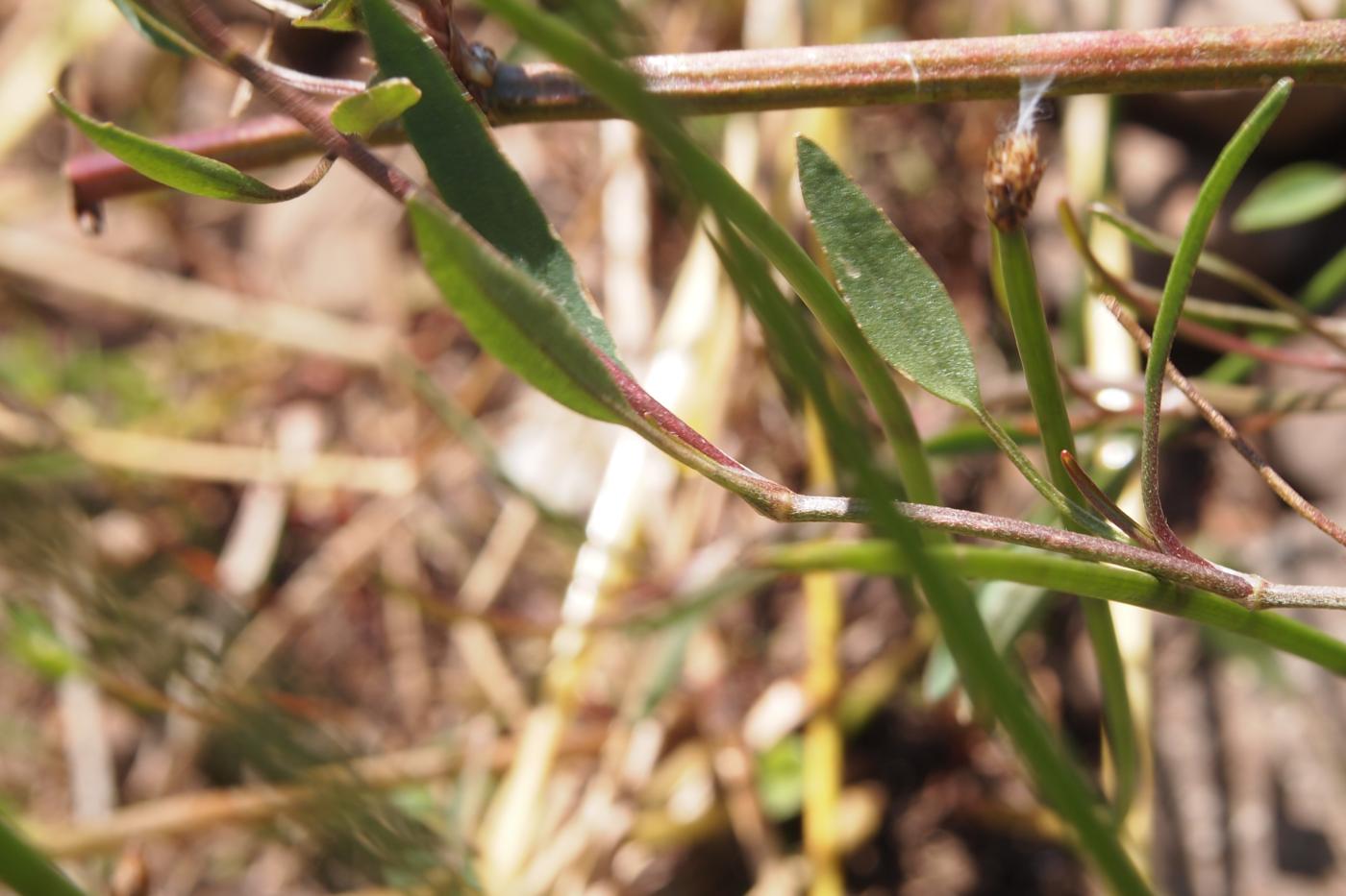 Spearwort, Lesser leaf